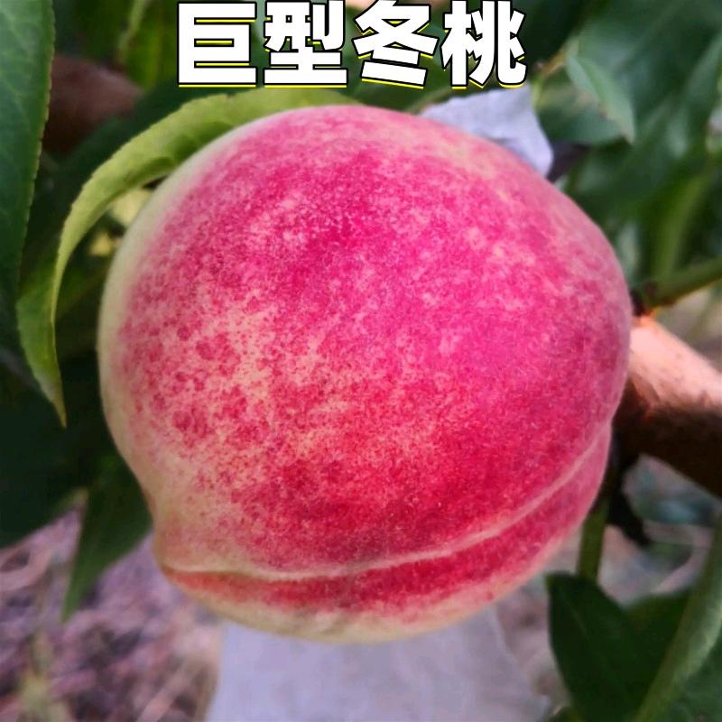 格恋洪魅专卖店