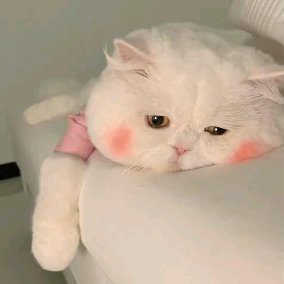 扎个揪揪⁸