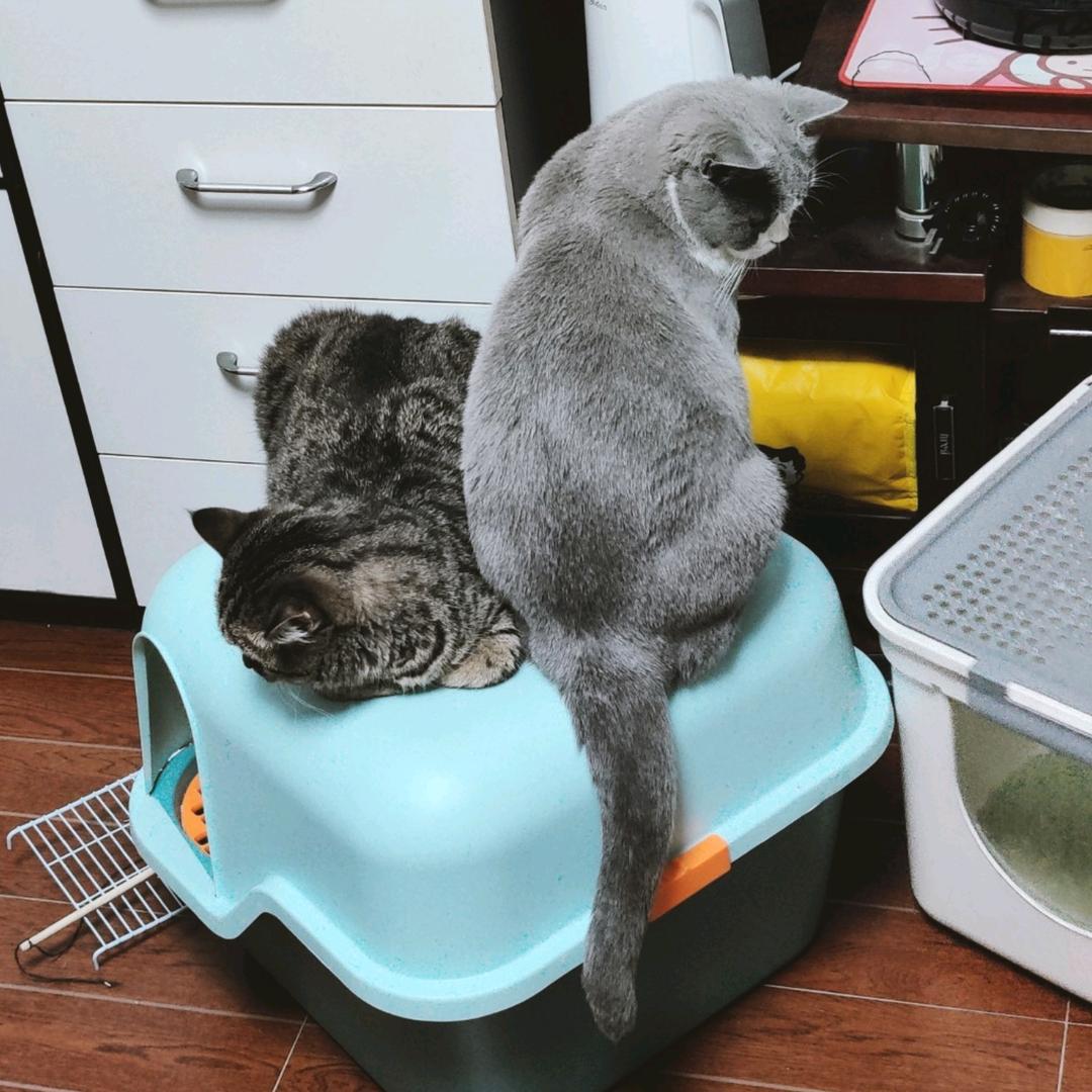 橘子汽水的猫