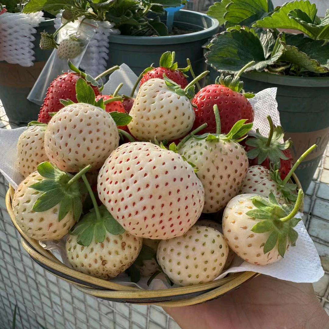 伊伊莓莓