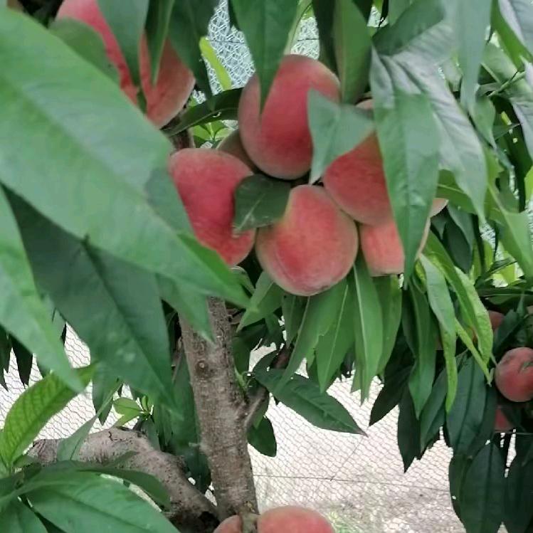 秒龄《唱清歌》