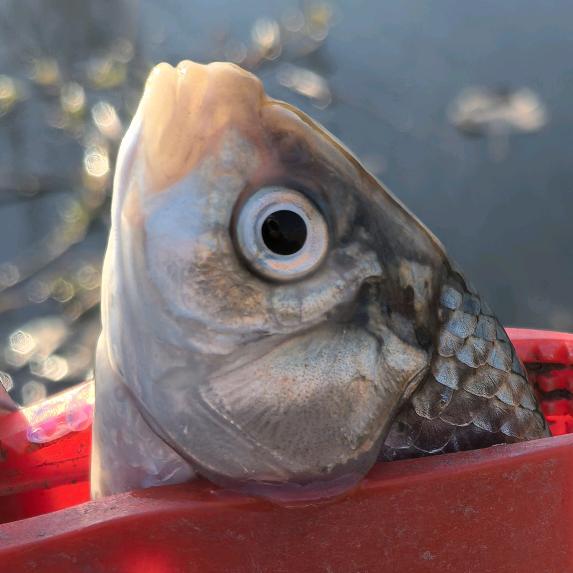 山山野钓 (泡沫逗钓)