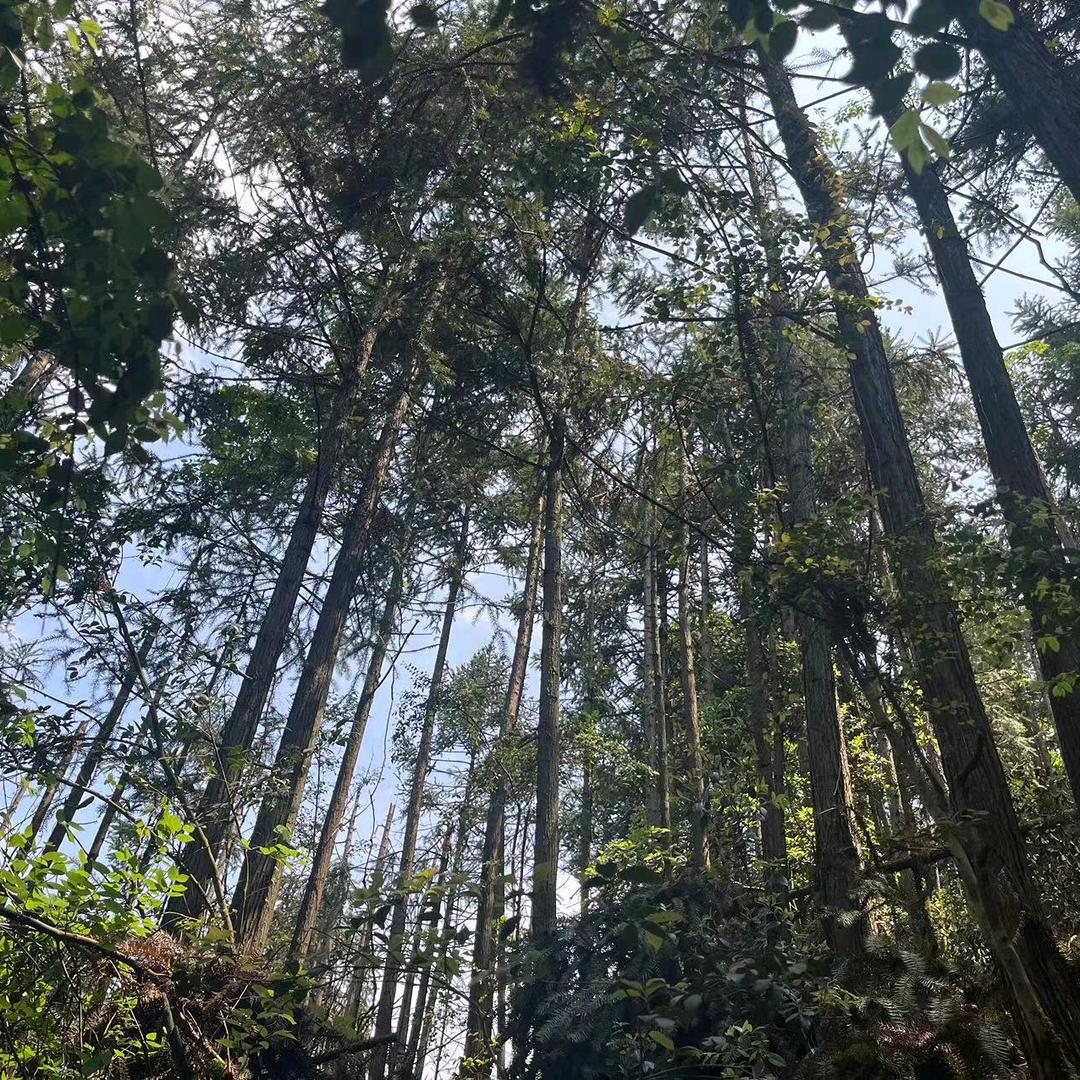 广西万福林业有限公司