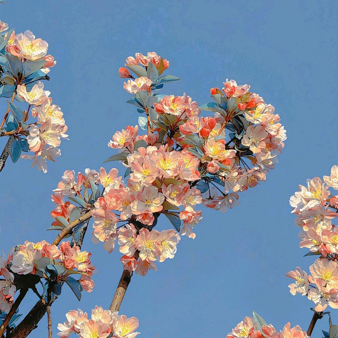 银座茂～花花
