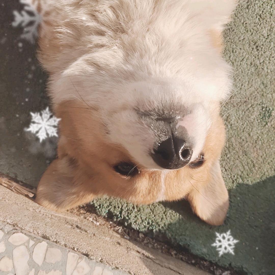 小软