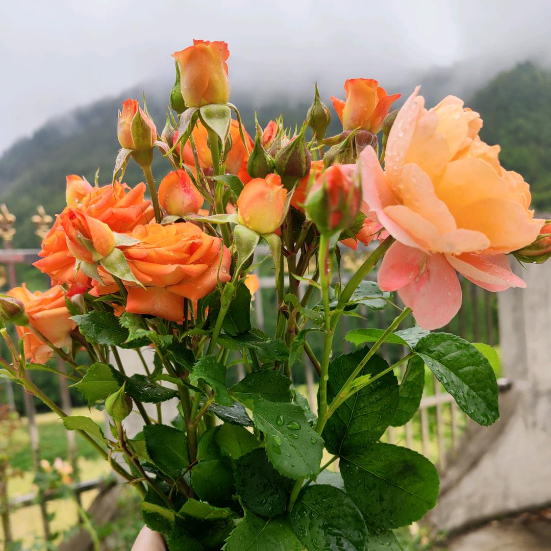 刘刘同学