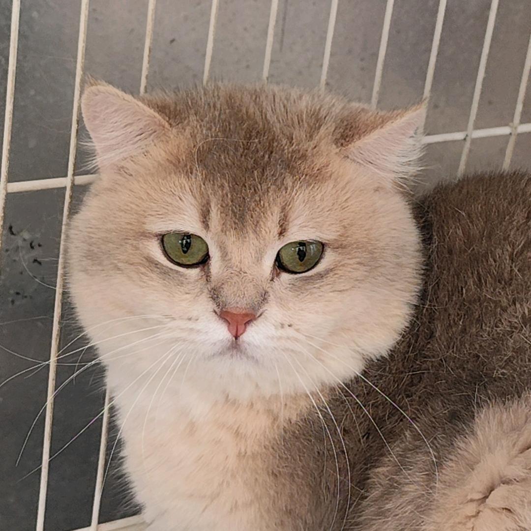 家有蓝金，金渐层