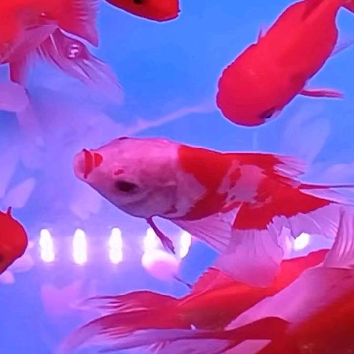 廊坊（观赏鱼之家）