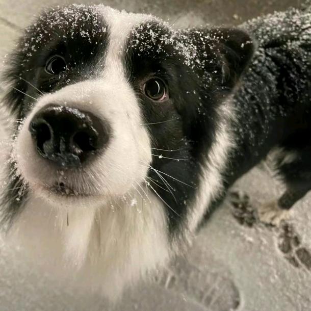 心似水