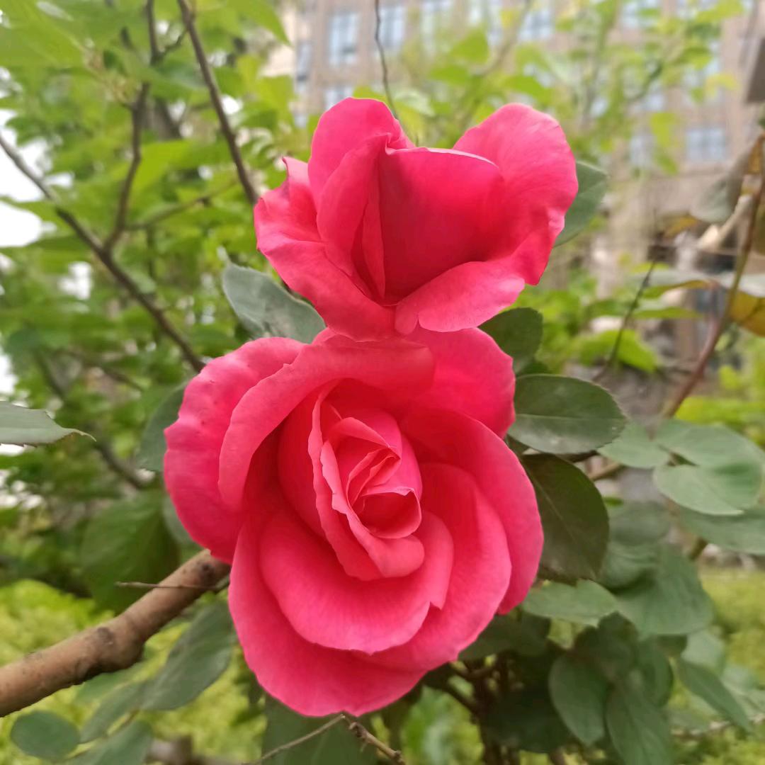 旧梦