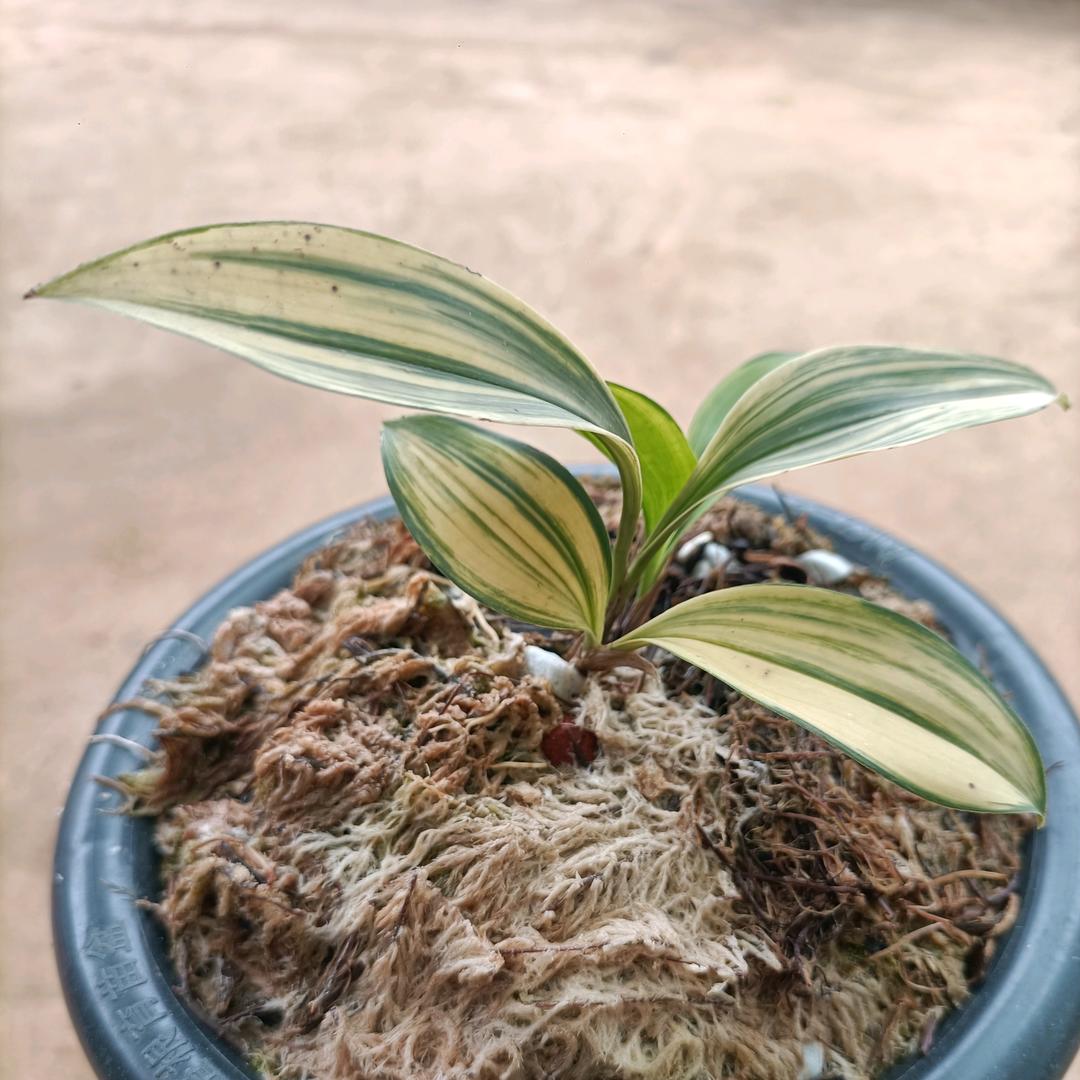 @思荷艺兰