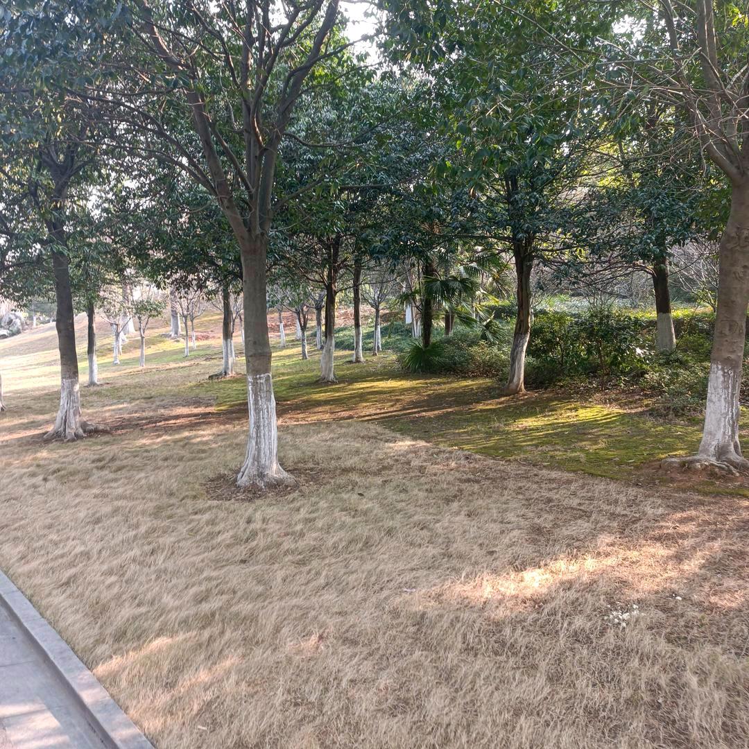 风中的承诺