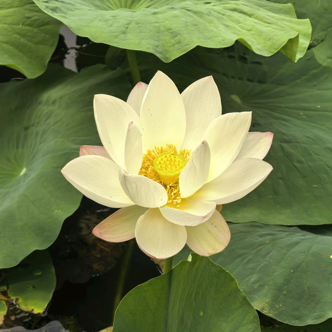 小张想开了