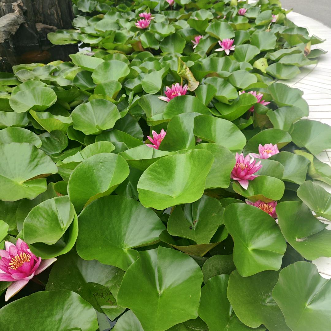 安防达人