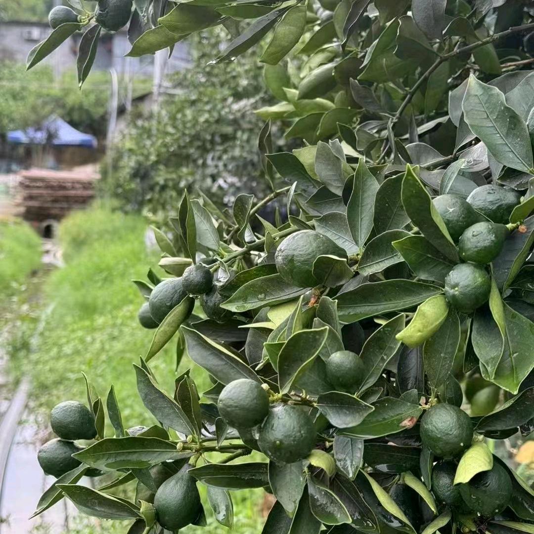 融安硕香水果店1