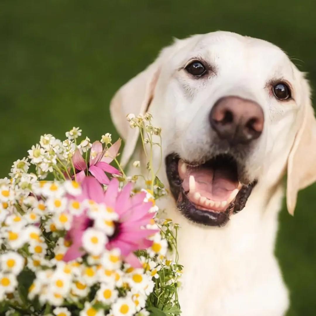 拉布拉多，多多