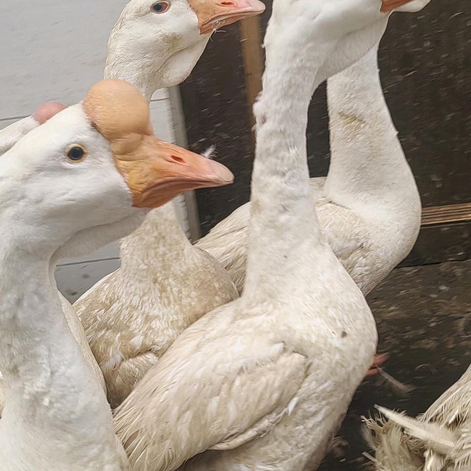 忘不了老鹅官方号