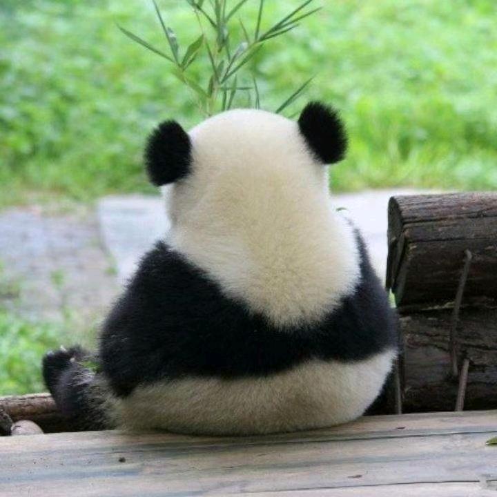 由由田