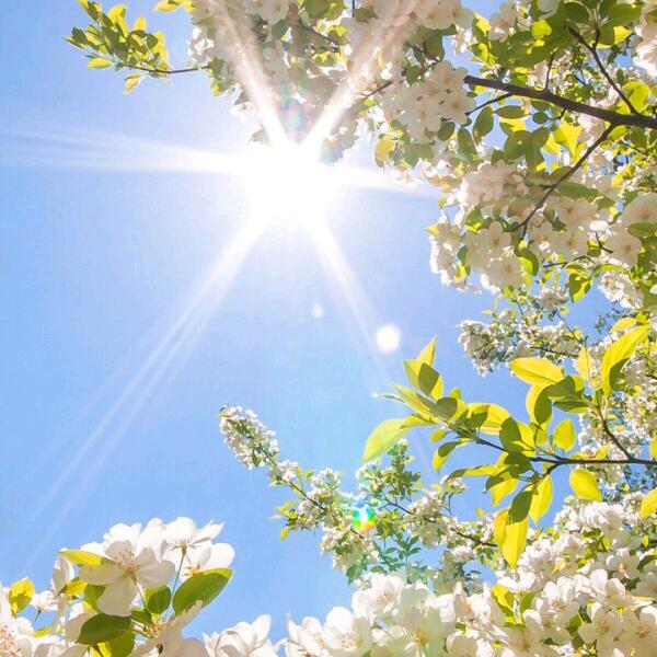 ོ西府海棠ོꦿ❀