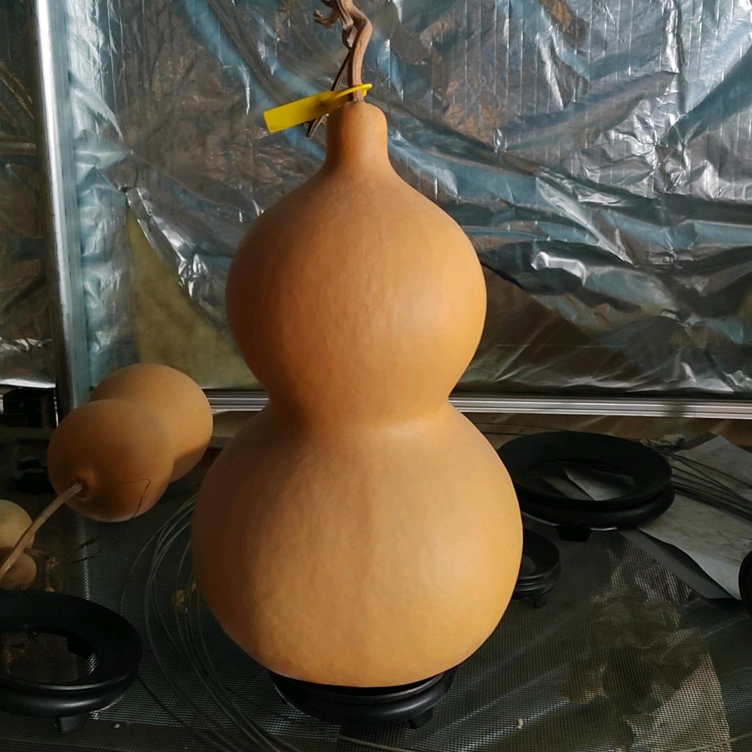 君仁葫芦种植园