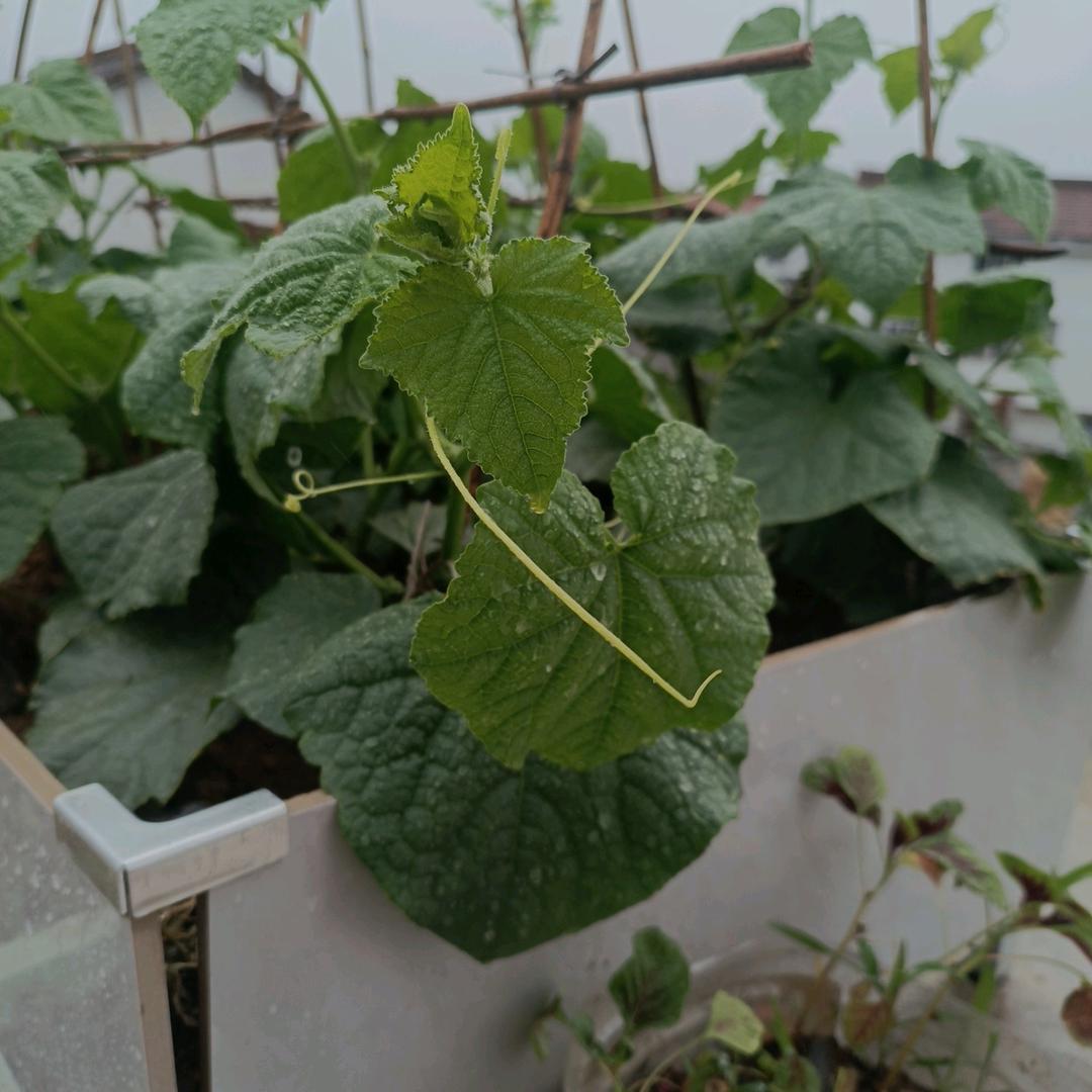 桂花特色臻选阁