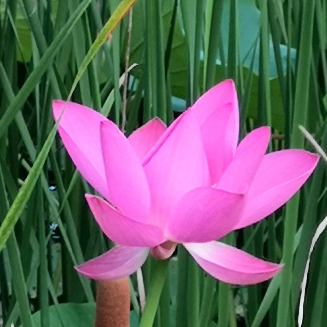 淡定H