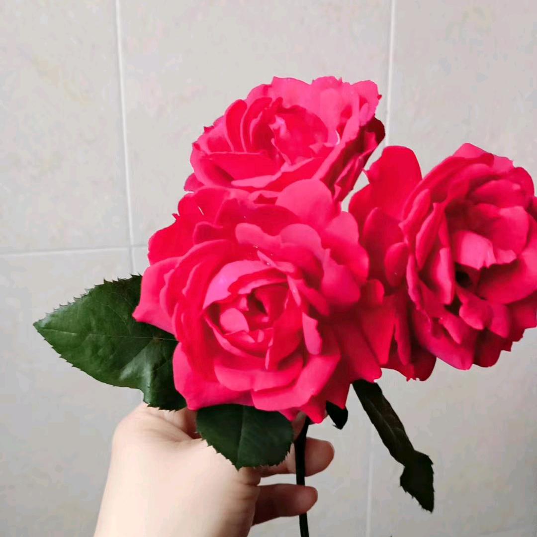 香（拒绝私聊）