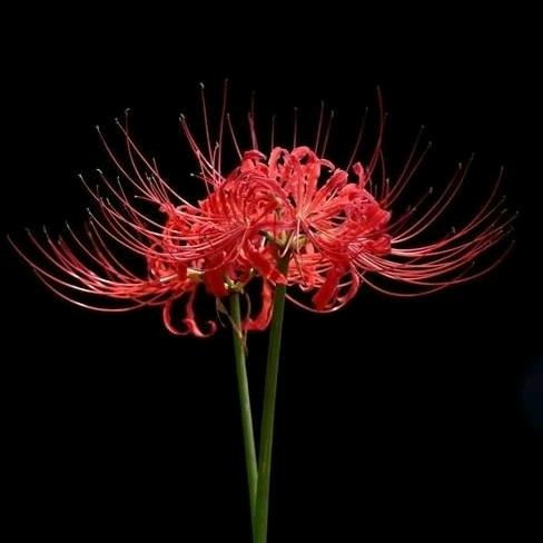 EXN拿铁咖啡面膜