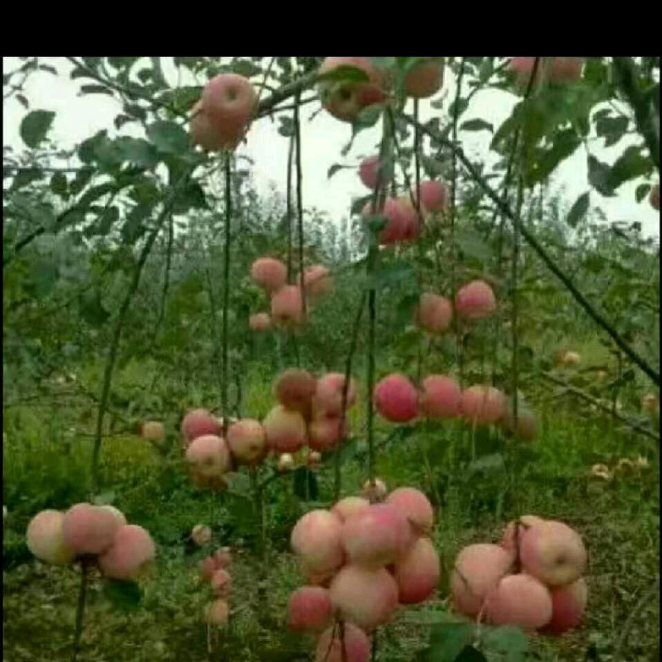 苹果树