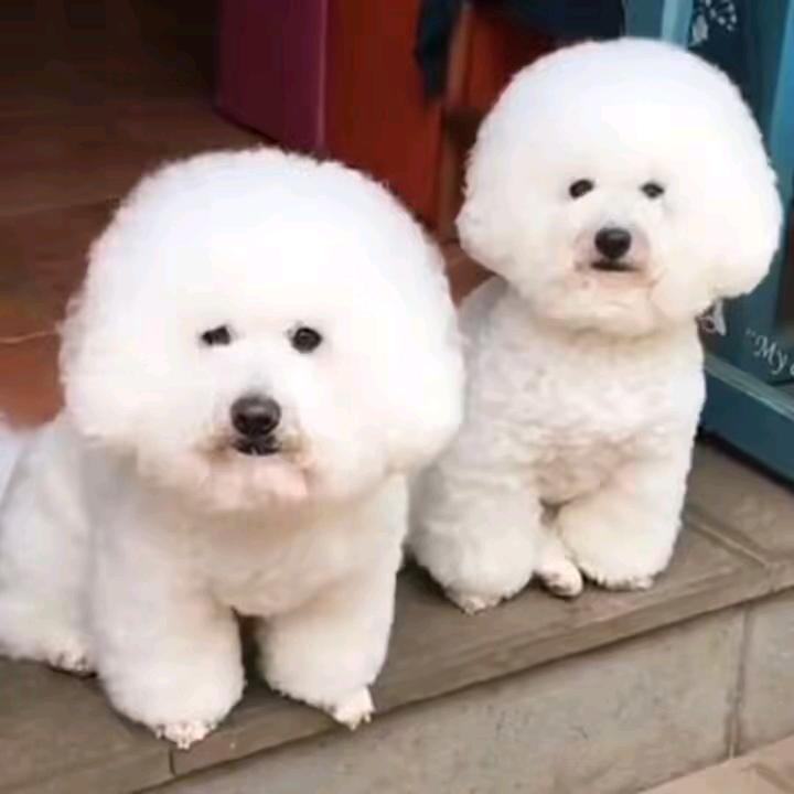 涛哥萌宠犬舍！特大狮头鹅