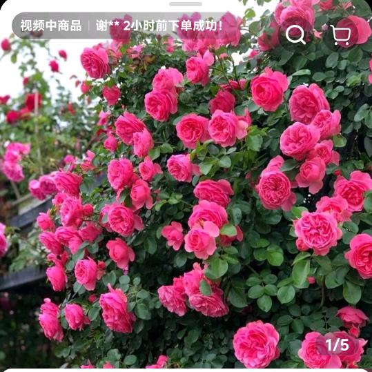 坦然