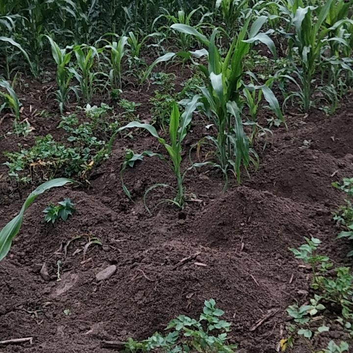 一半糊涂，一半清醒