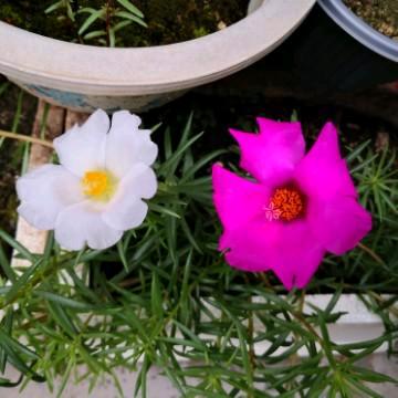梦幻豆花