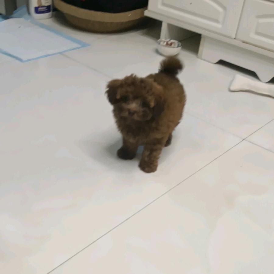 王俊伟