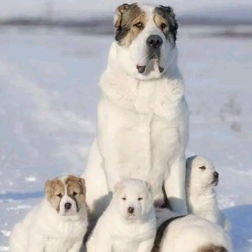 沐凡名犬繁育犬舍