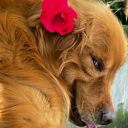 这是少爷带回来的第一个女人