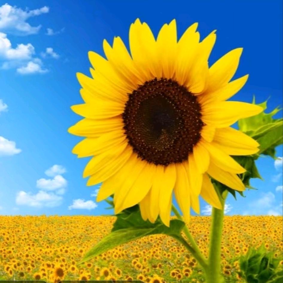 向日葵🌻的微笑🍎🍎