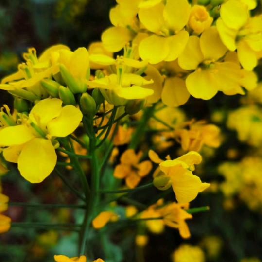 人生如夏花之绚烂
