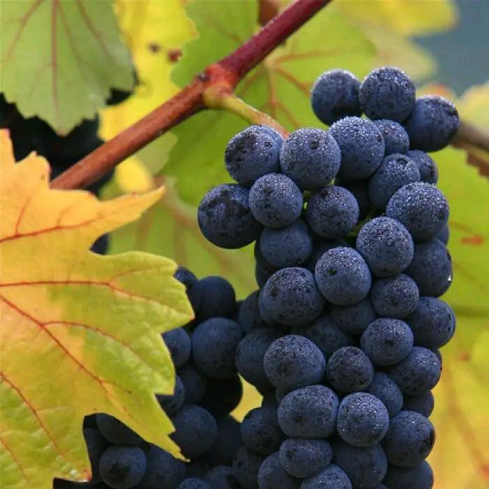 🕊এ᭄今三日᭄💞࿐ᩚ