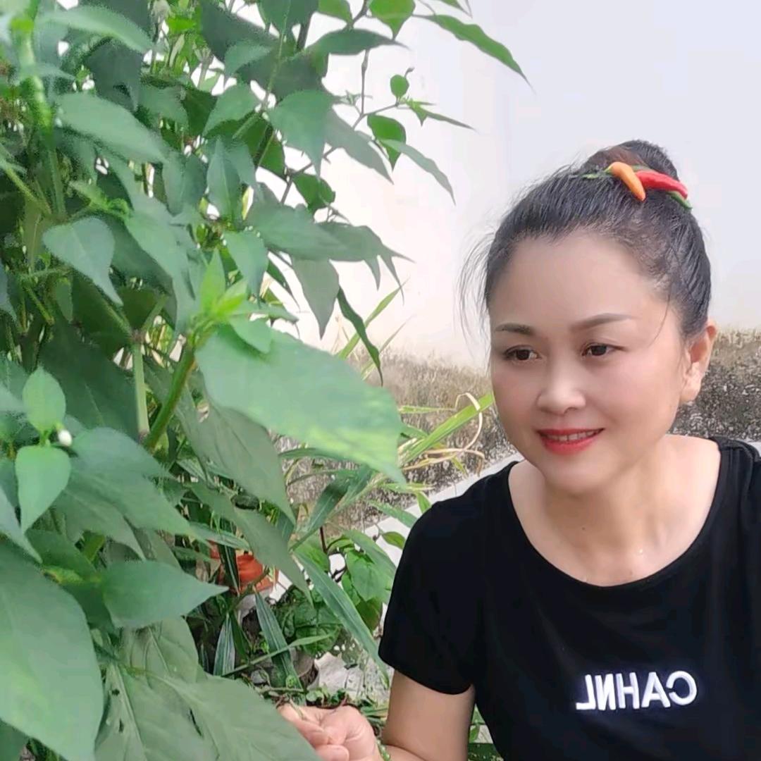 苦菜花