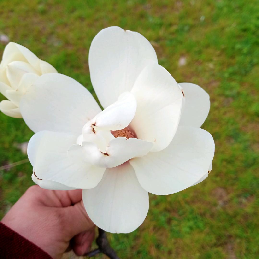 এ᭄袁ꦿృ༊এ