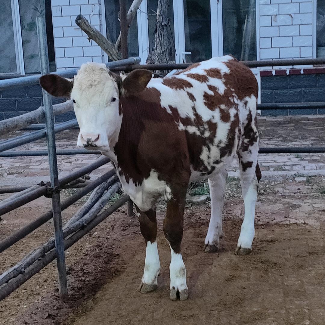 经销冻精+改良品种牛