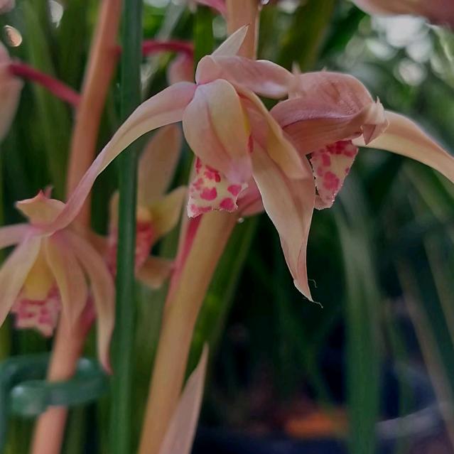 蕙兰花卉园艺