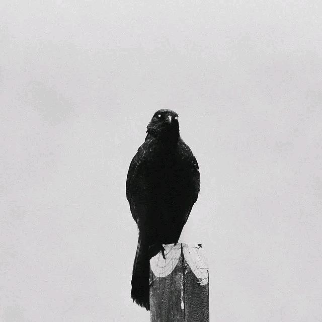 楊也