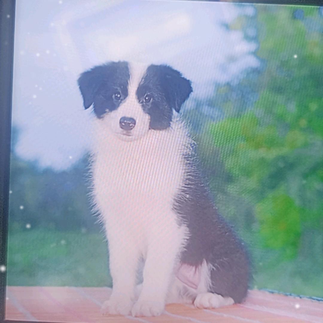 嘉善边牧犬舍