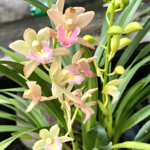 流浪姐巜拒绝私聊》