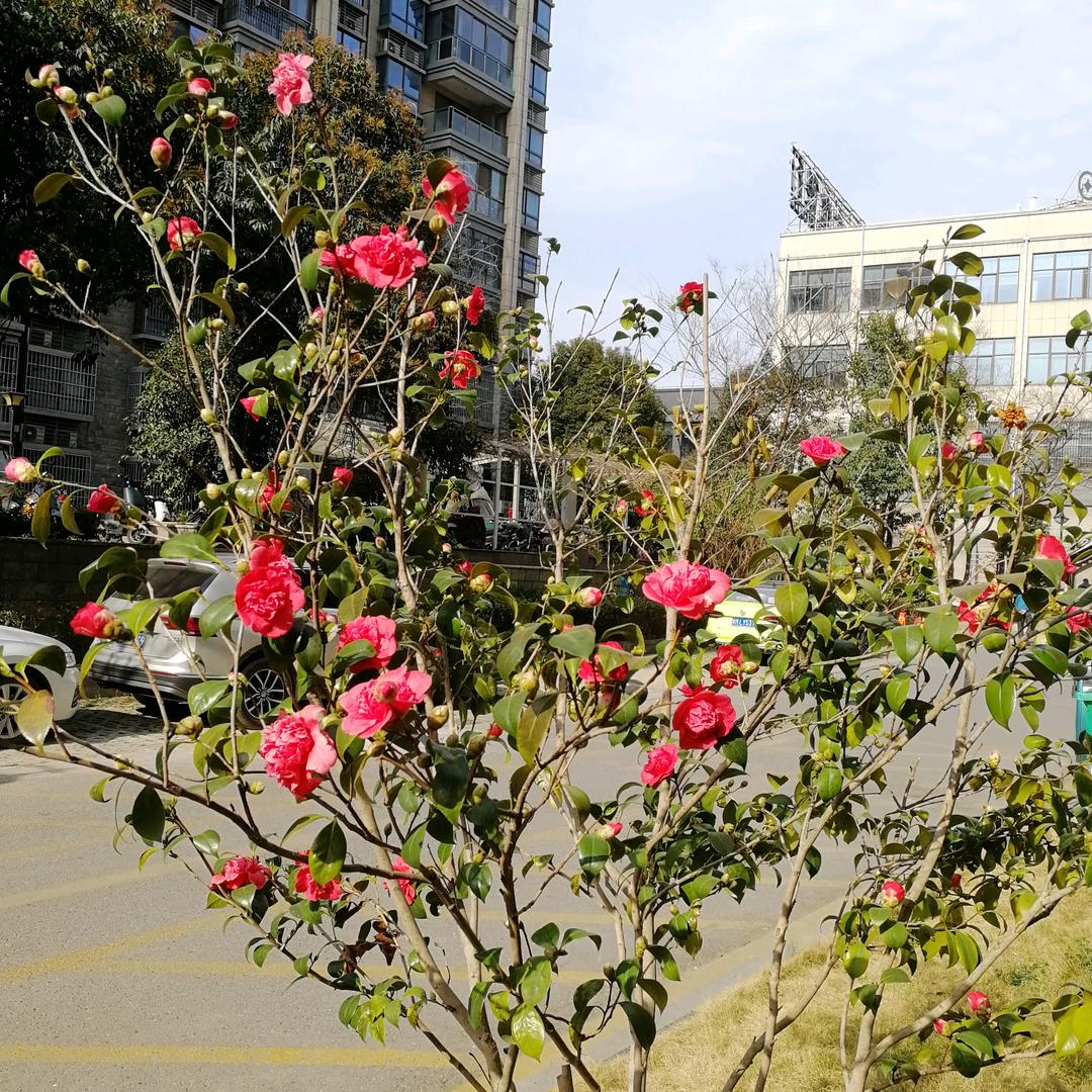 可乐的戏迷外婆