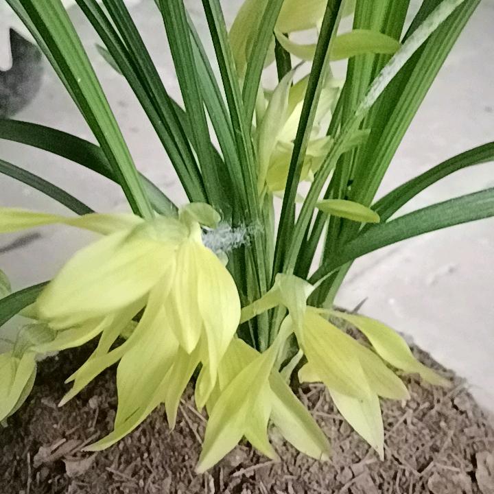 沉默以爱77的蛇