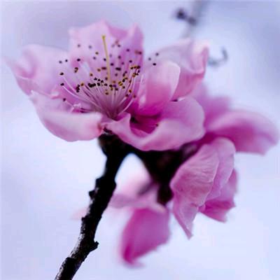 咖啡豆