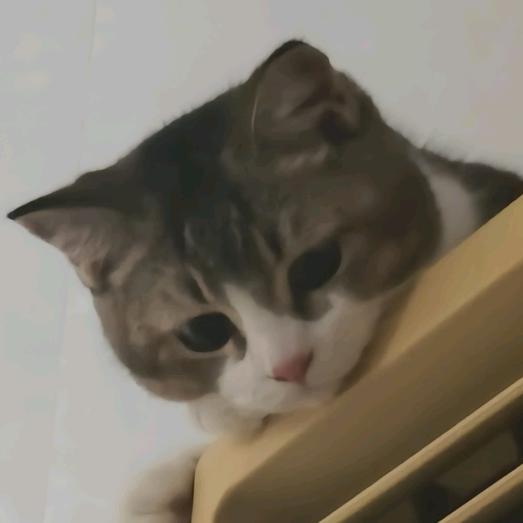 狂暴绿皮小猪